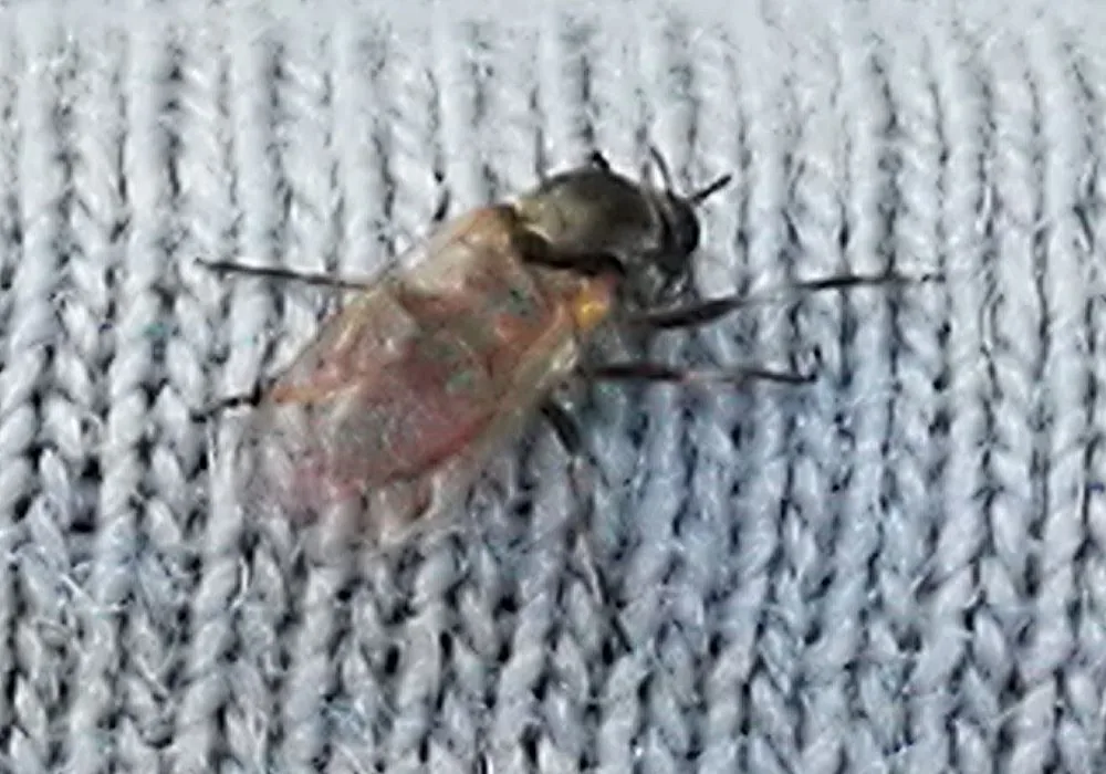 Kriebelmücken-Weibchen aus der Nähe